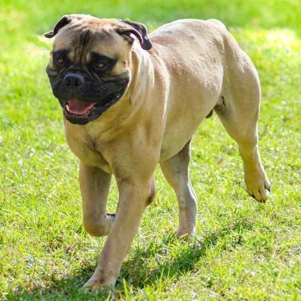 photo of bullmastiff for adoption