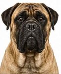 Bullmastiff large dog breed portrait for adoption and rehoming