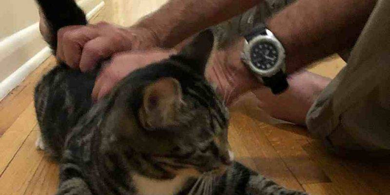 Bulls eye-Cat to adopt in Jacksonville FL-extra-toes