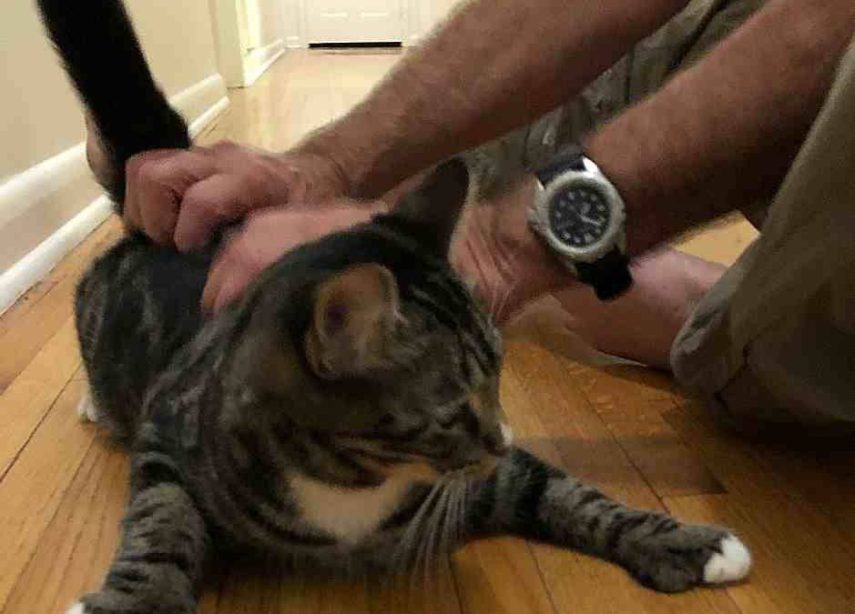 Polydactyl Tabby Kitten For Private Adoption Jacksonville Florida – Adopt Bullseye