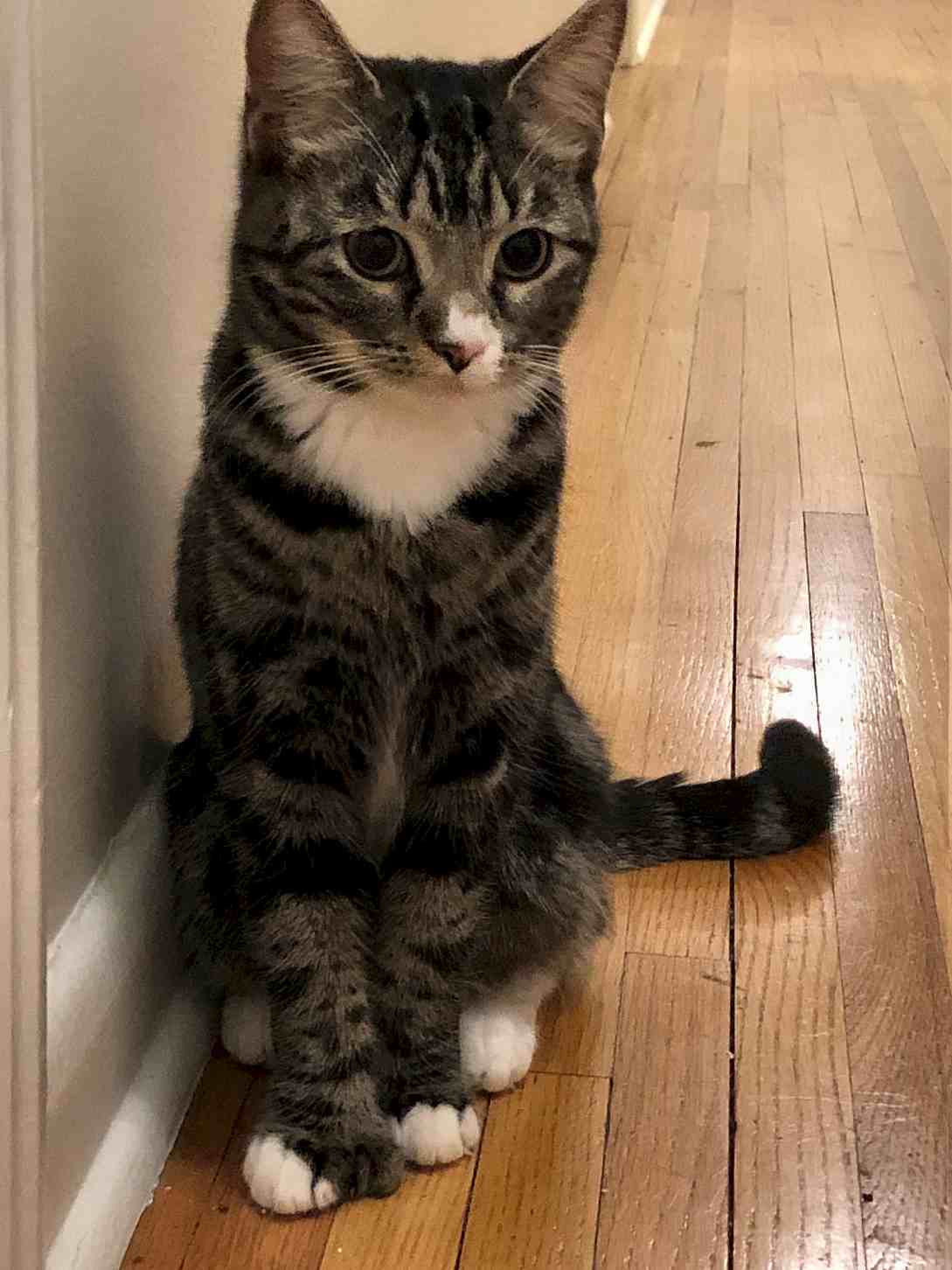Bullseye-cat to adopt in jacksonville fl-pol;ydactyl-toes