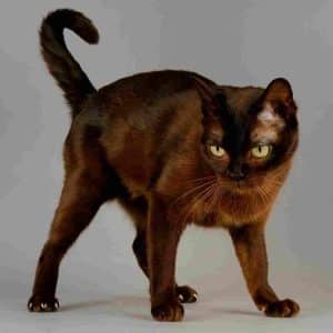 Burmese cat (1)