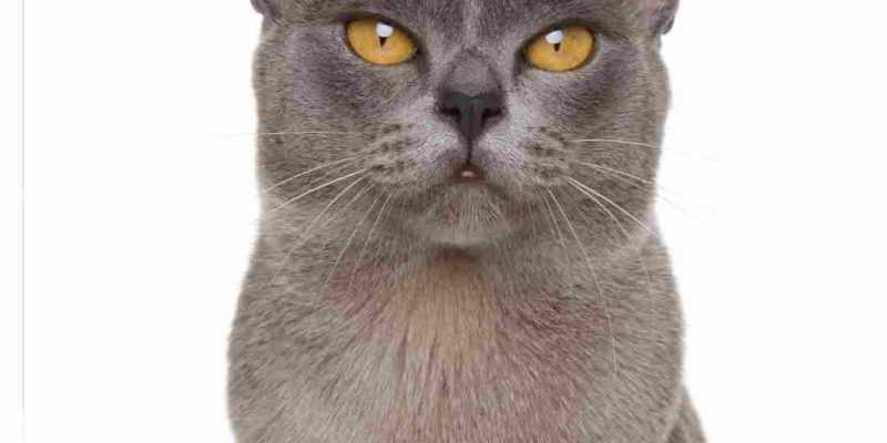 Burmese Cats