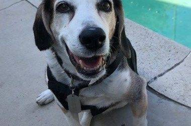 Beagle adoption story – buster – beagle in long beach ca