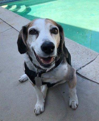 Buster - Beagle For Adoption Long Beach CA
