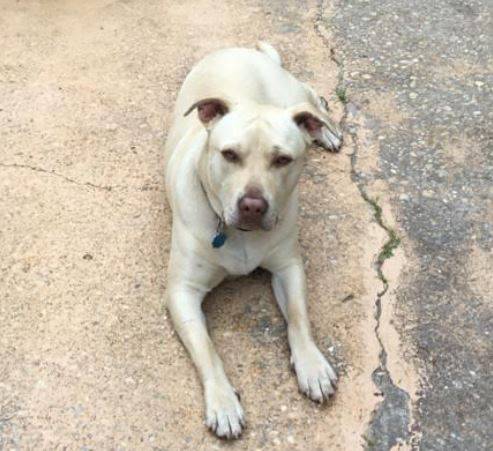 Dothan AL – BUSTER – 1 YO M White American Pit Bull Terrier (Pitbull) For Adoption