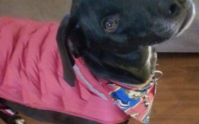 Labrador Retriever Whippet Mix Dog For Adoption Carthage Texas – Supplies Included – Adopt Romeo