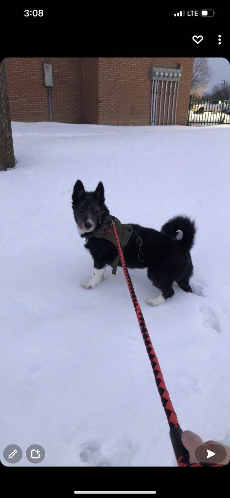 Hamilton ontario – adorable siberian husky border collie mix (border husky) dog for adoption – supplies included – adopt benji