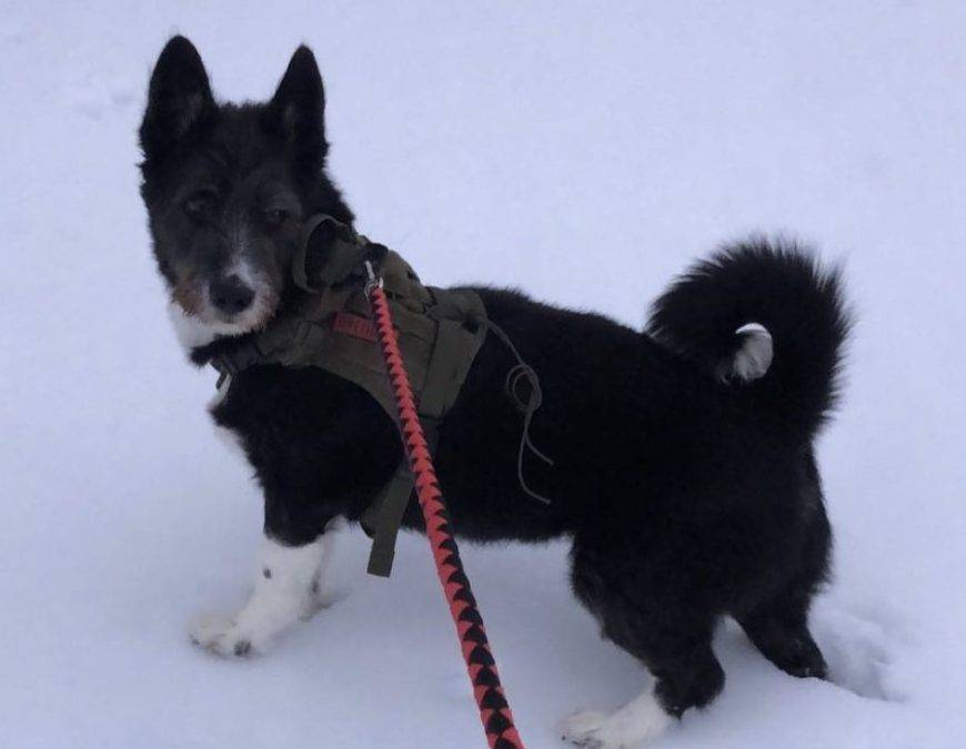 Hamilton ontario – adorable siberian husky border collie mix (border husky) dog for adoption – supplies included – adopt benji