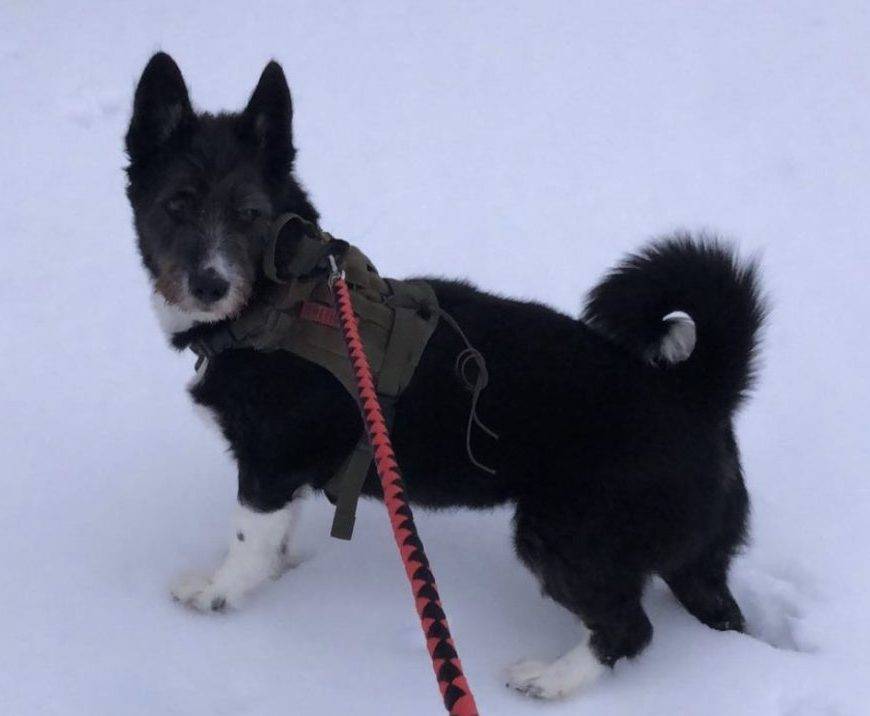 Hamilton Ontario – Adorable Siberian Husky Border Collie Mix (Border Husky) Dog For Adoption – Supplies Included – Adopt Benji