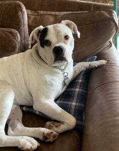 Boxer english bulldog mix dog for adoption in snoqualmie wa – supplies included – adopt scout