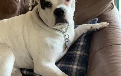 Boxer English Bulldog Mix Dog for Adoption in Snoqualmie WA – Supplies Included – Adopt Scout
