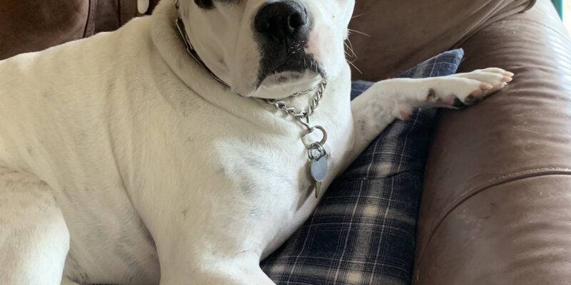 Scout - Boxer English Bulldog Adoption Washington