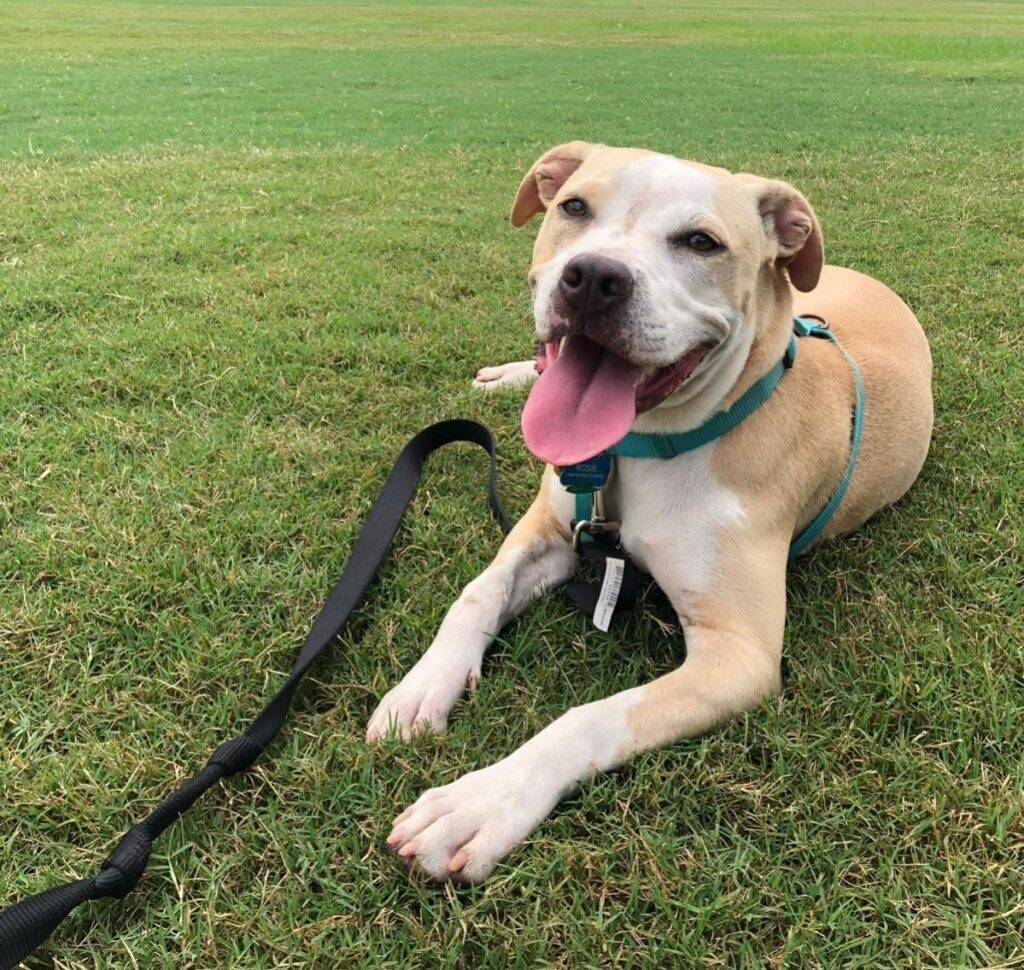 Obedience Trained Amstaff Yellow Lab Mix Dog For Adoption in Atlanta GA ...