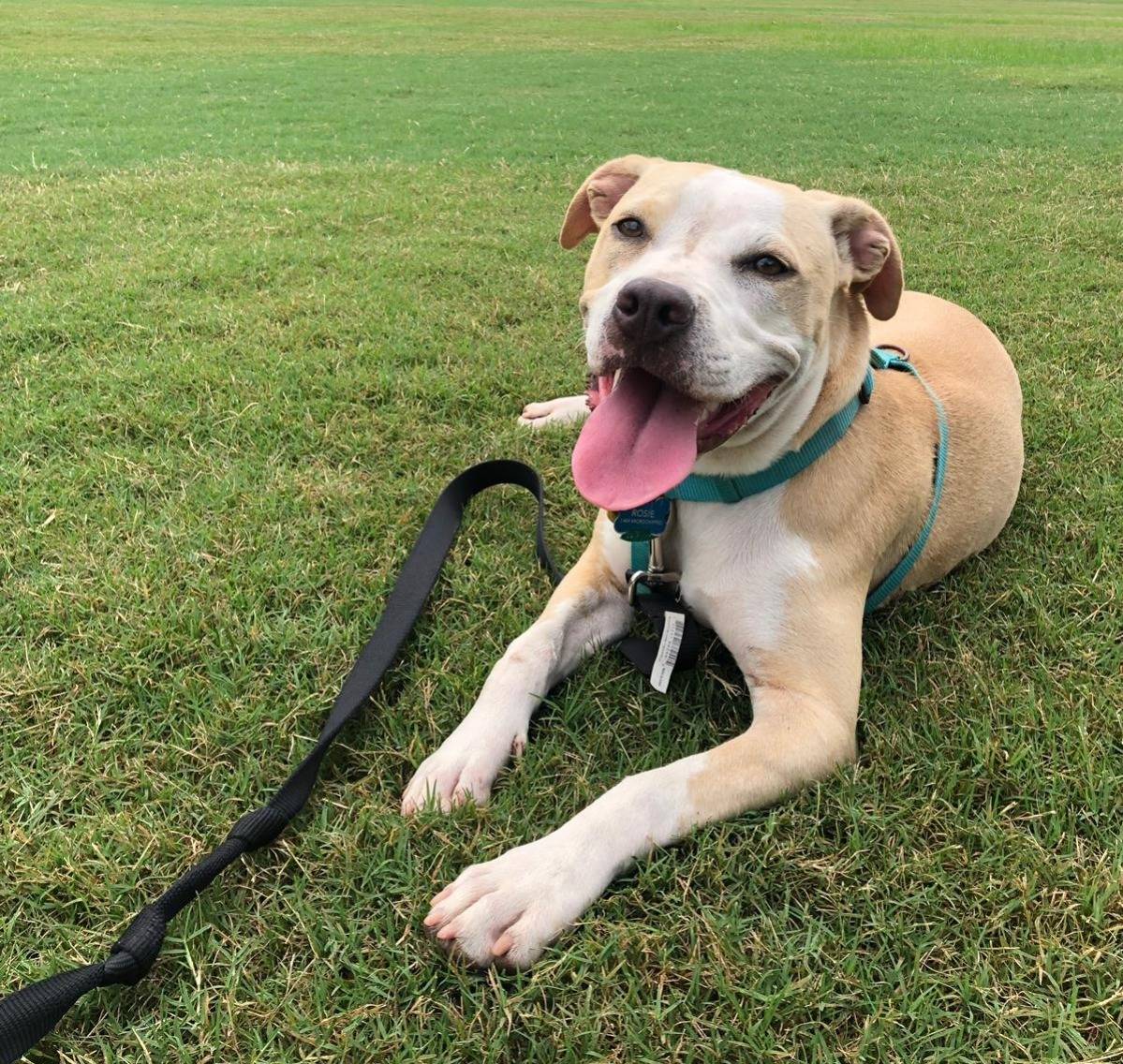 Rosie Amstaff Lab Mix Dog Adoption Atlanta GA (2)