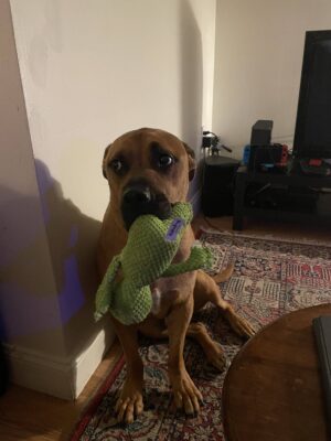 Rottweiler Pitbull Mix (Pitweiler) For Adoption In Philadelphia PA – Supplies Included – Adopt Kuma