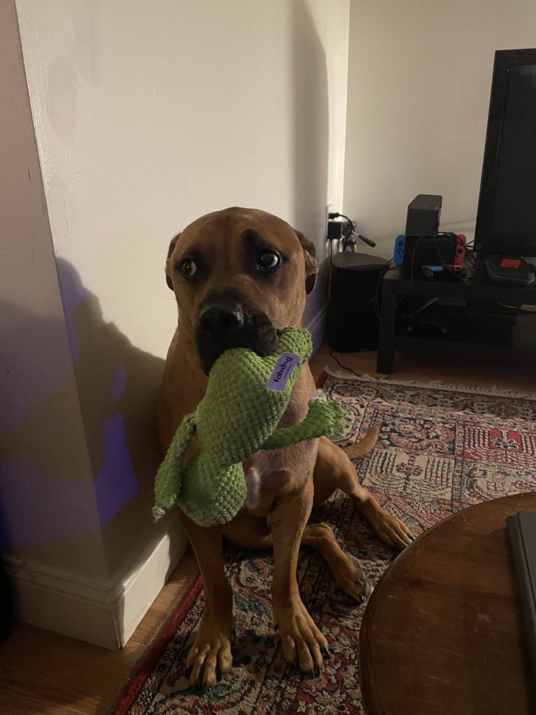 Rottweiler pitbull mix (pitweiler) for adoption in philadelphia pa – supplies included – adopt kuma