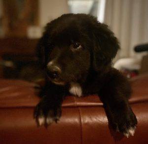 Border Collie Puppy For Adoption In Chula Vista CA