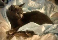 Russian Blue Cat For Adoption
