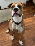 Meet Luna - Boxer Pitbull Mix Dog For Adoption In San Diego