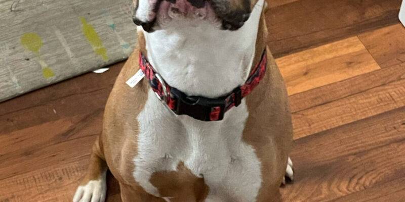 Adopt A Boxer Pitbull Mix For Adoption In San Diego CA – Meet Sweet Luna