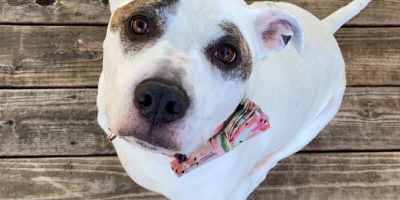Pitbull Boxer Mix Dog For Adoption in Cookeville Tennessee – Supplies Included – Adopt Suzy