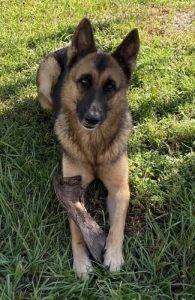 Photo Flseffner adopt shepherd german