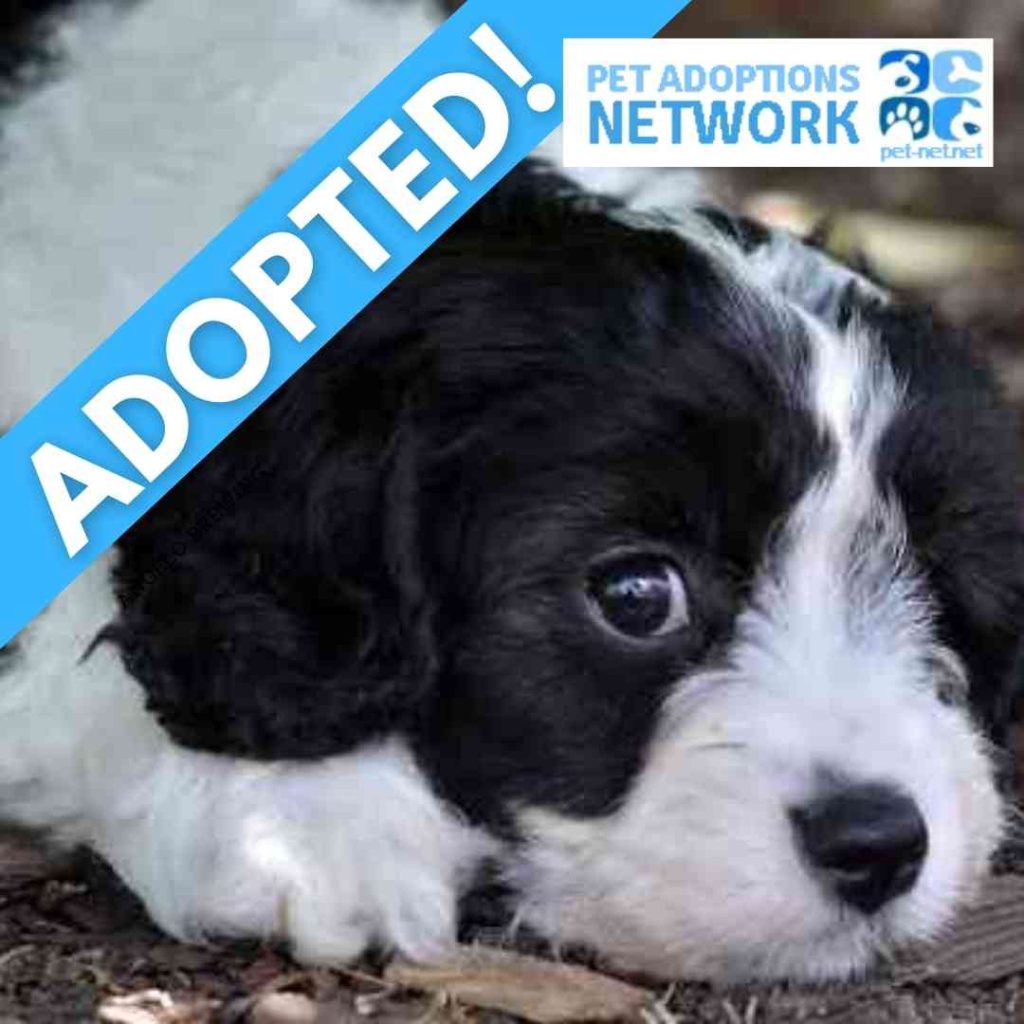 Cavapoos For Adoption Near You Safe, Private Pet Adoptions By Owner