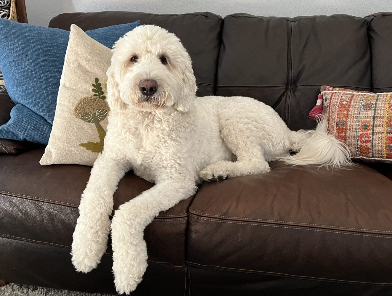 A stunning white Goldendoodle dog sits on a brown couch in his living room near Portland Oregon