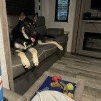 German Shepherd Husky Mix Puppy For Adoption In Claire MI