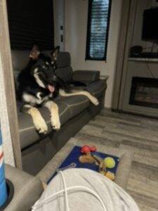 Adopted – german shepherd siberian husky mix puppy clare mi – clyde