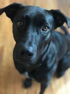 North hollywoood ca – black lab mix dog for private adoption – meet memphis