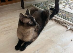 Chocolate siamese cats for adoption in calgary – meet mustang and gt