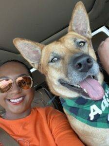 German shepherd australian cattle dog mix for adoption in waco texas – supplies included – adopt dixie