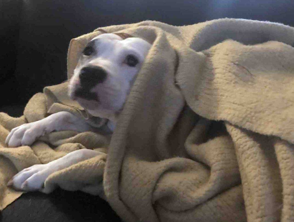Clementine american bulldog for adoption in philadelphia 18
