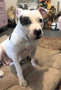 Photo Clementine american bulldog for adoption in philadelphia 22