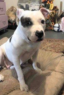 CLEMENTINE AMERICAN BULLDOG FOR ADOPTION IN PHILADELPHIA 22