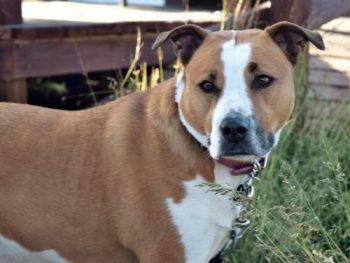 American bulldog boxer mix dog for adoption in denver co