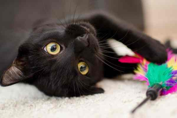 Black cat for adoption in riverview florida