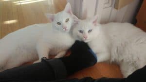 Stunning longhair white siamese turkish angora mix kittens for adoption in calgary – adopt cauliflower and zucchini