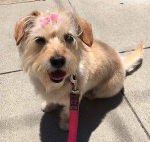 Adorable cairn terrier dachshund mix dog for adoption in san francisco