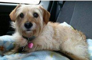Cairn terrier dachshund mix dog for adoption in san francisco