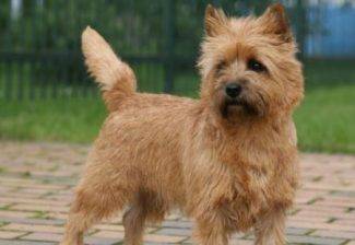 Cairn Terrier Dog Breed Picture