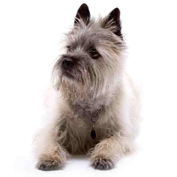 Preloved Cairn Terriers for Adoption Near You - Bring Home a Loving ...