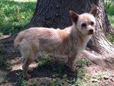 Cairn Terrier Mix For Adoption in Colorado
