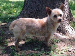 Adopted – babs – adorable cairn terrier mix- westminster, colorado