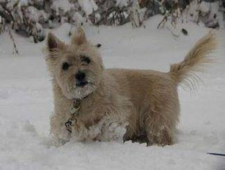Cairn Terrier Playing in the Snow