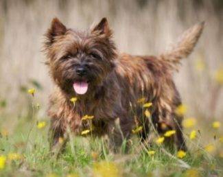 Cairn terrier in a field of flowers