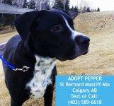 Calgary AB Pepper Mastiff St Bernard Pitbull Mix For Adoption 2