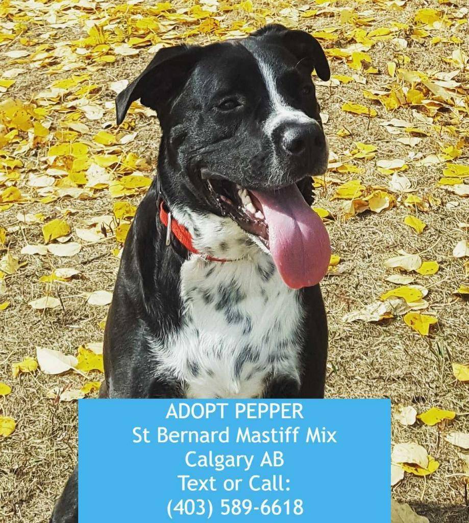 Calgary ab pepper mastiff st bernard pitbull mix for adoption 2